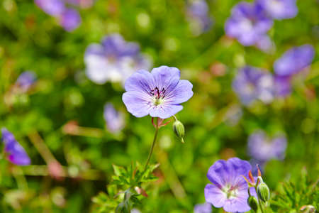 Background soft violet little flowers in park - USAの写真素材