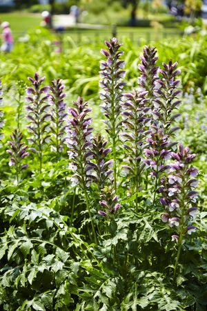 Background soft violet little flowers in park - USAの写真素材