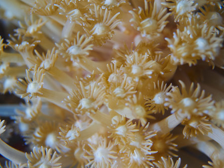 Coral reef and fish is a sea exotic and beautiful