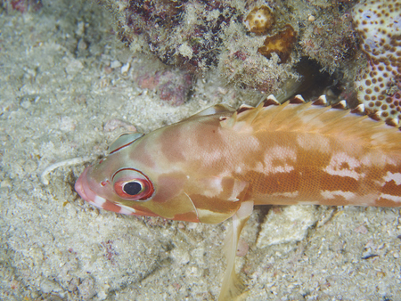 Coral reef and fish is a sea exotic and beautifulの写真素材