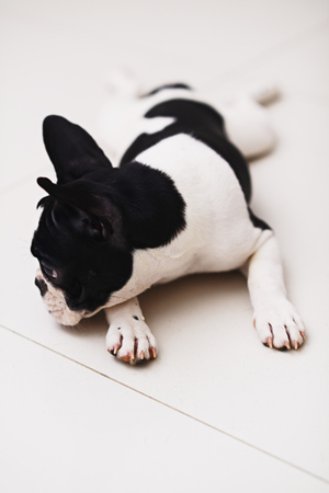 black and white french bulldog on white backgroundの写真素材