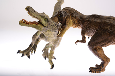 Isolated dinosaurs are fighting on white backgroundの写真素材