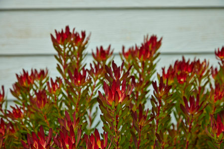 Beautiful Flower in australiaの写真素材