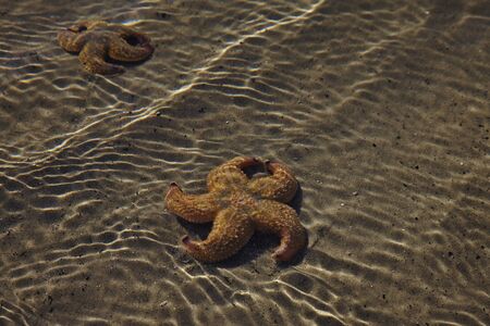 starfish on the sandの写真素材
