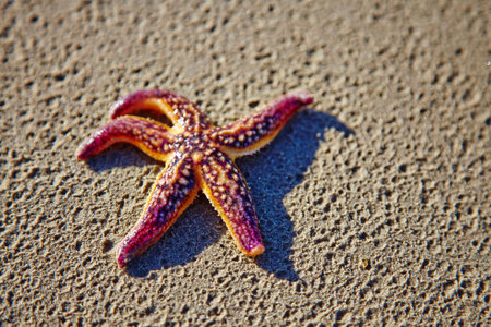 starfish on the sandの写真素材