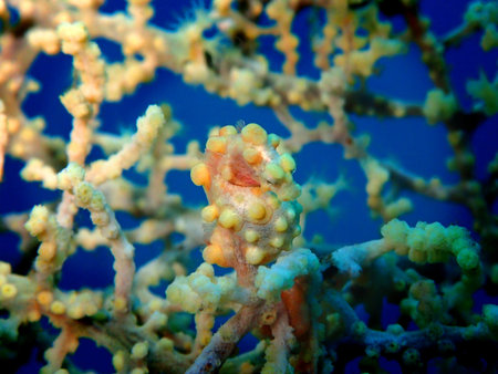 Tropical coral reef with Orange Pygmy Seahorse in Bali, Indonesia