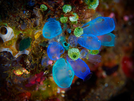 Tropical coral reef with sea squirt in Bali, Indonesiaの写真素材