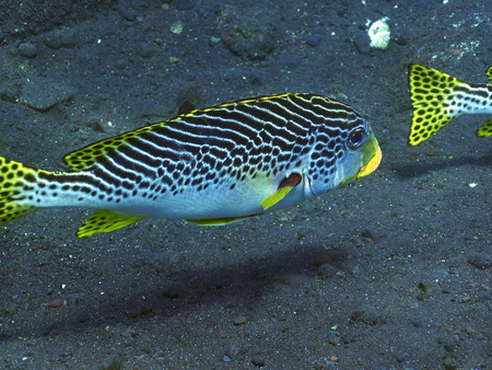 Tropical coral reef with Sweetlips in Bali, Indonesiaの写真素材