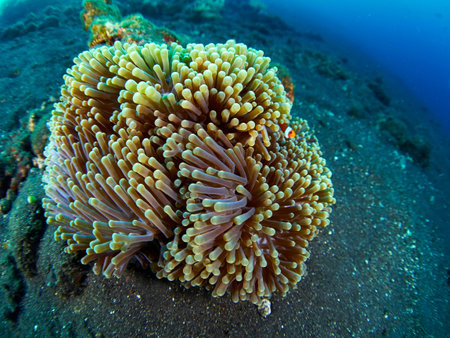 Anemone and anemone fish, Pacific Clownfish in a colorful