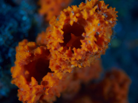 Tropical coral reef with fish in Bali, Indonesiaの写真素材