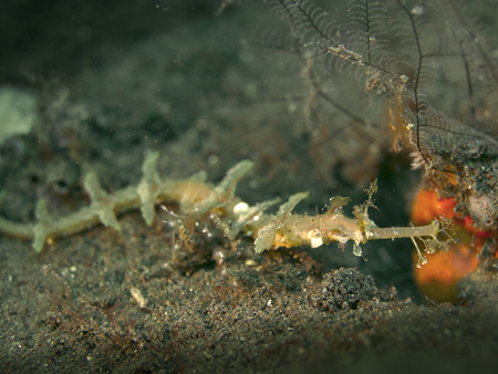 Ornate ghost pipe fish sea horse in Bali, Indonesiaの写真素材