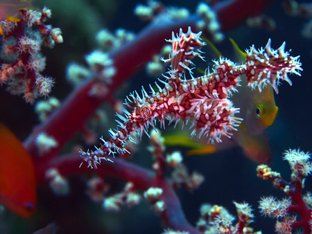 Tropical coral reef with Ornate Ghost Pipefish in Bali, Indonesiaの写真素材
