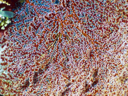 Tropical coral reef with soft coral in Bali, Indonesiaの写真素材