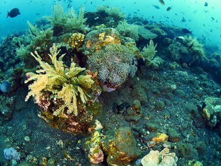 Tropical coral reef with fish  in Bali, Indonesiaの写真素材