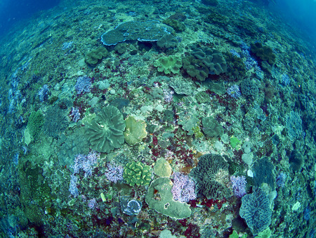 Tropical coral reef with fish  in Bali, Indonesiaの写真素材