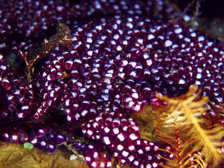 Tropical coral reef with soft coral in Bali, Indonesiaの写真素材