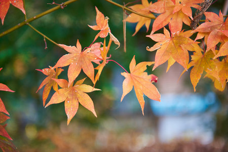 Ginkgo and maple park around Kawaguchiko lake, Japan