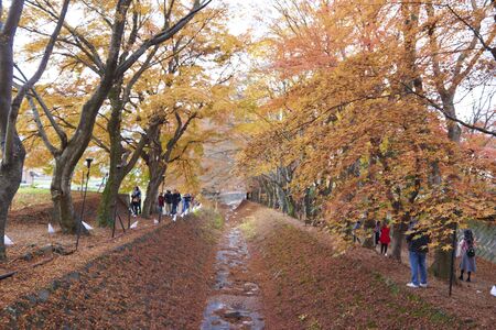 Ginkgo and maple park around Kawaguchiko lake, Japanの写真素材