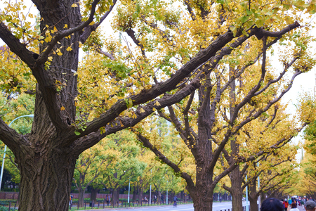 TOKYO, JAPAN - NOVEMBER 21 Icho Namiki Street in Tokyo, Japan on November 21, 2015 The street nearby Meiji Jingu Gaien that has beautiful Ginkgo along the length of the street in autumnのeditorial素材