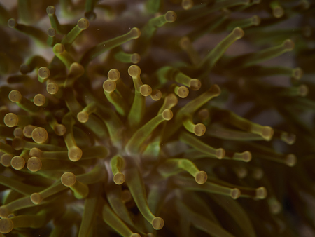 Close-up anemone soft coral in similan, Thailand.の写真素材