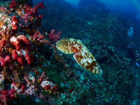 Hooded Cuttlefish swims next to some marine plantsの写真素材