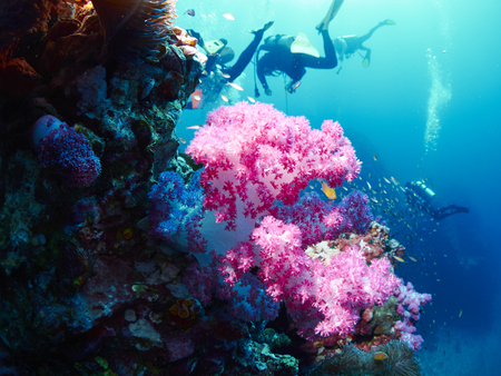Anemone,or Actinia home or clownfish, urticante marine animalの写真素材