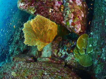 giant fan coral in Similan, Thailandの写真素材