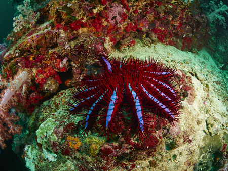 A Crown-of-thorns seastar (Acanthaster planci) clings to a rocky reefの写真素材