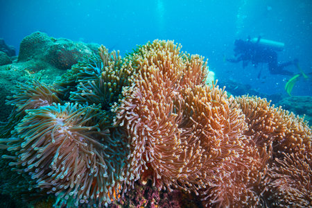 Divers and coral reef underwater with sea fish