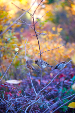 Central Park pond and bridge. New York, USA.の写真素材