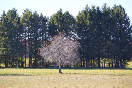 An Autumn shade tree in this park in County Pennsylvania.の写真素材