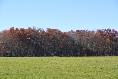 An Autumn shade tree in this park in County Pennsylvania.の写真素材