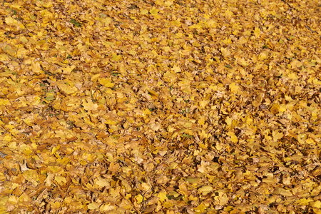 An Autumn shade tree in this park in County Pennsylvania.の写真素材