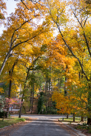 Landscape nature in Maryland. USA