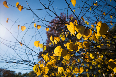 Prospect Park in New York City during Autumnの写真素材