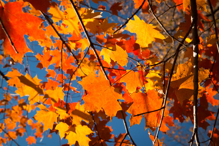 Prospect Park in New York City during Autumnの写真素材
