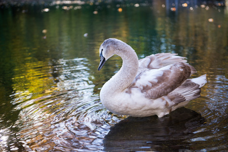 Canadian geese in Brooklyn's Prospect Parkの写真素材