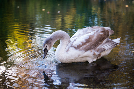 Canadian geese in Brooklyn's Prospect Parkの写真素材