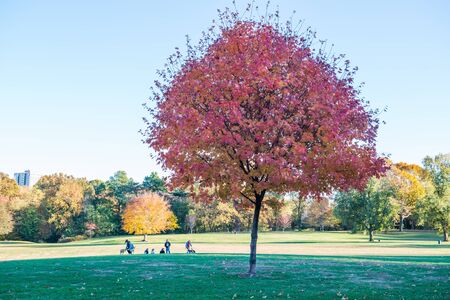 Prospect Park in New York City during Autumnの写真素材