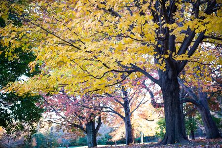 Prospect Park in New York City during Autumnの写真素材