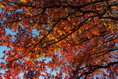 Prospect Park in New York City during Autumn