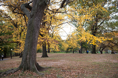 New York City Manhattan Central Park panorama in Autumn lake with skyscrapers and colorful trees with reflection.の写真素材