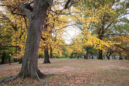 New York City Manhattan Central Park panorama in Autumn lake with skyscrapers and colorful trees with reflection.の写真素材