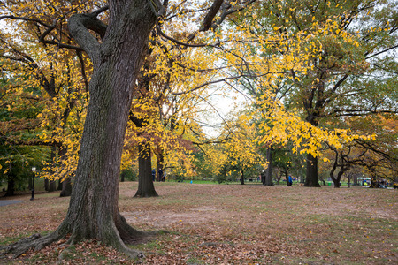 New York City Manhattan Central Park panorama in Autumn lake with skyscrapers and colorful trees with reflection.の写真素材
