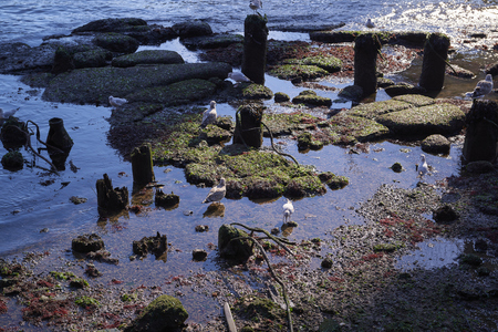 The Brooklyn Bridge and Lower Manhattan skyline seen from Brooklyn Bridge Park.の写真素材