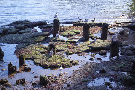 The Brooklyn Bridge and Lower Manhattan skyline seen from Brooklyn Bridge Park.の写真素材