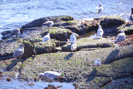 The Brooklyn Bridge and Lower Manhattan skyline seen from Brooklyn Bridge Park.の写真素材