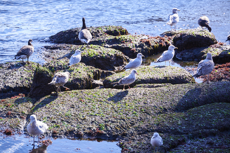 The Brooklyn Bridge and Lower Manhattan skyline seen from Brooklyn Bridge Park.の写真素材