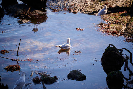 The Brooklyn Bridge and Lower Manhattan skyline seen from Brooklyn Bridge Park.の写真素材