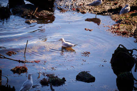 The Brooklyn Bridge and Lower Manhattan skyline seen from Brooklyn Bridge Park.の写真素材